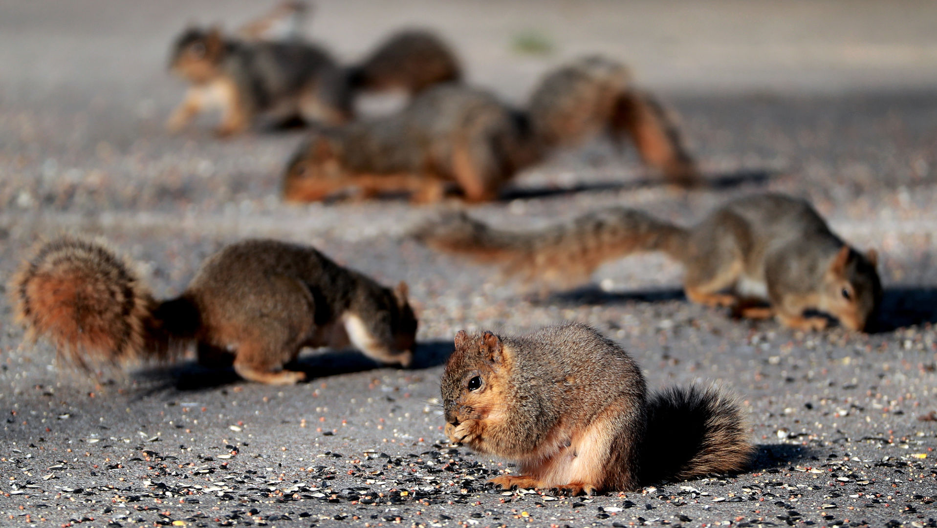 043020_SquirrelsFeasting001_bjs.JPG
